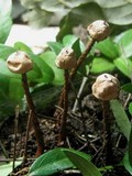 Tulostoma brumale image