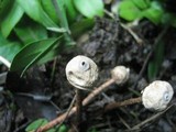 Tulostoma brumale image