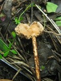 Tulostoma brumale image