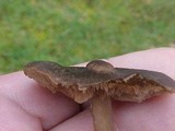 Entoloma sericeum image