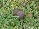 Entoloma sericeum image