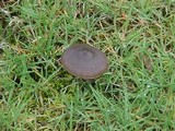 Entoloma sericeum image