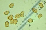 Inocybe mixtilis image