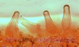 Inocybe mixtilis image