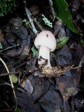 Mycena rosea image
