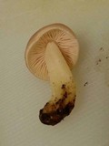Mycena rosea image