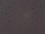 Mycena rosea image