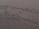 Mycena rosea image