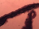 Mycena rosea image