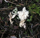 Clavulina coralloides image