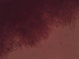 Mycena rosea image
