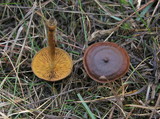 Cortinarius cinnamomeus image