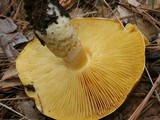 Floccularia albolanaripes image