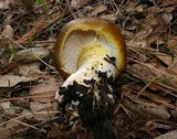 Floccularia albolanaripes image