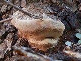 Phellinus everhartii image