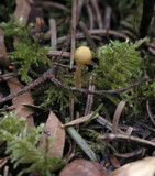Galerina clavata image