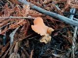 Guepinia helvelloides image