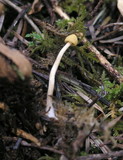 Galerina clavata image