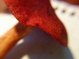 Cortinarius smithii image