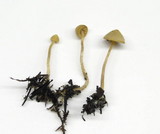 Galerina clavata image