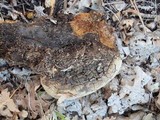 Phellinus everhartii image