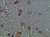 Gymnopilus pulchrifolius image