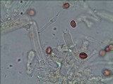 Gymnopilus pulchrifolius image