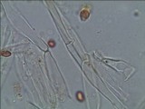 Gymnopilus pulchrifolius image