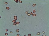 Gymnopilus pulchrifolius image
