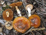 Cortinarius mucosus image