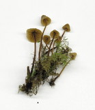 Galerina vittiformis image