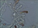 Gymnopilus pulchrifolius image