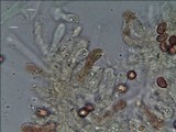 Gymnopilus pulchrifolius image