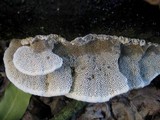 Coriolopsis gallica image