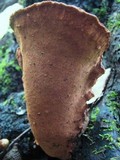 Fuscoporia torulosa image