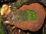Fuscoporia torulosa image