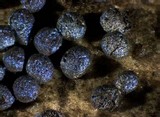 Physarum cinereum image