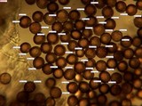 Physarum cinereum image