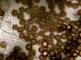 Physarum cinereum image