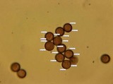 Physarum cinereum image