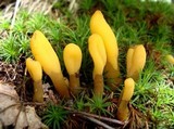 Microglossum rufum image