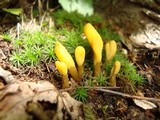Microglossum rufum image