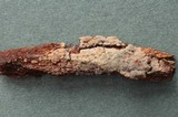 Litschauerella clematidis image