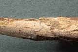 Litschauerella clematidis image