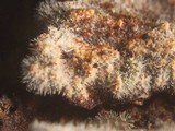 Litschauerella clematidis image
