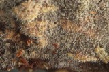 Litschauerella clematidis image