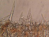 Litschauerella clematidis image