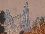 Litschauerella clematidis image