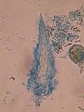 Litschauerella clematidis image