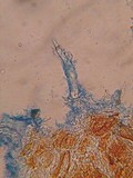 Litschauerella clematidis image